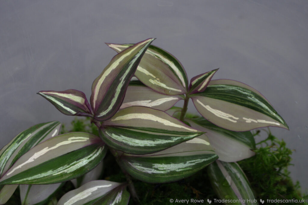 The same T. zebrina image, with the two silver bands on each leaf highlighted