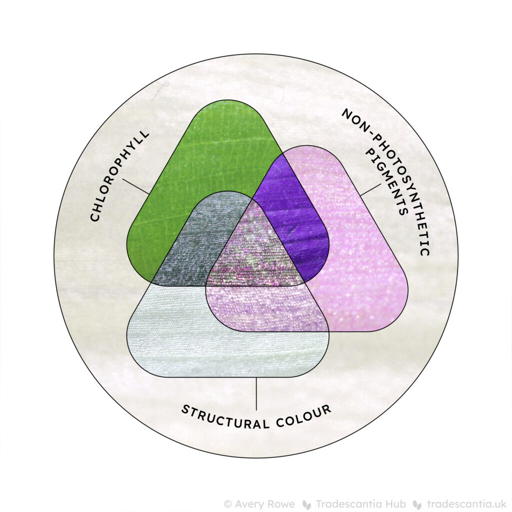 Venn diagram of three overlapping areas. The "Chlorophyll" area are green, the "Non-photosynthetic pigments" area is pink/purple, and the "structural colour" area is glittering silver. Where they overlap the colours combine. The background is slightly yellowish white.