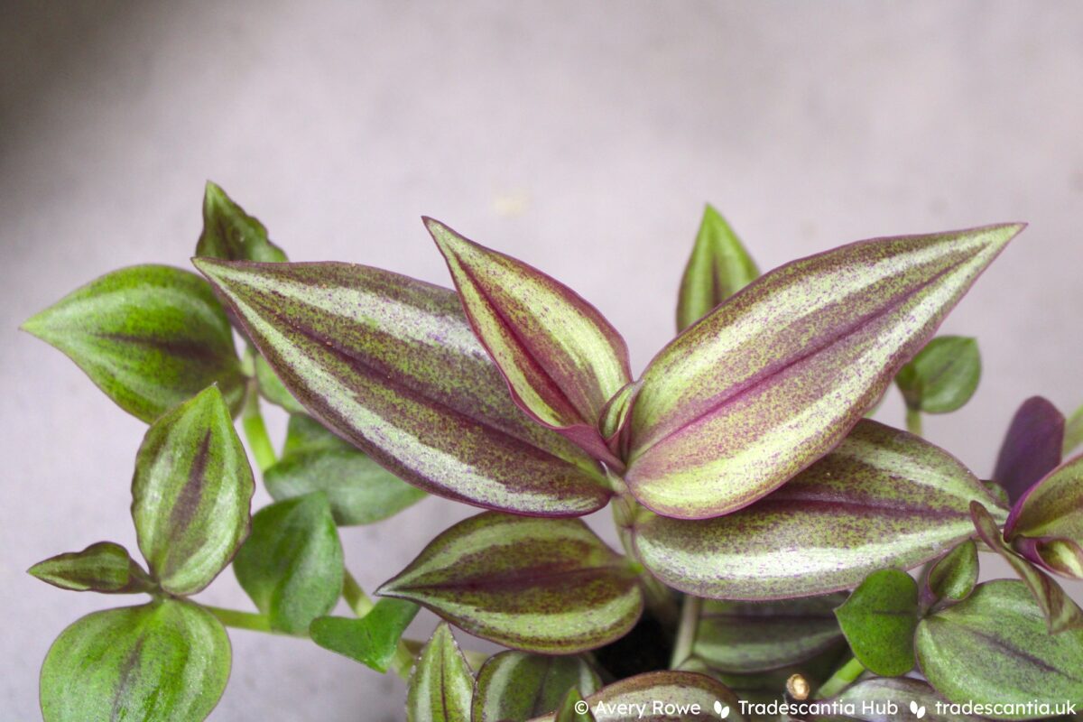 Tradescantia zebrina Sepia Grain plant stem, the leaves are brownish red and speckled, with silver stripes