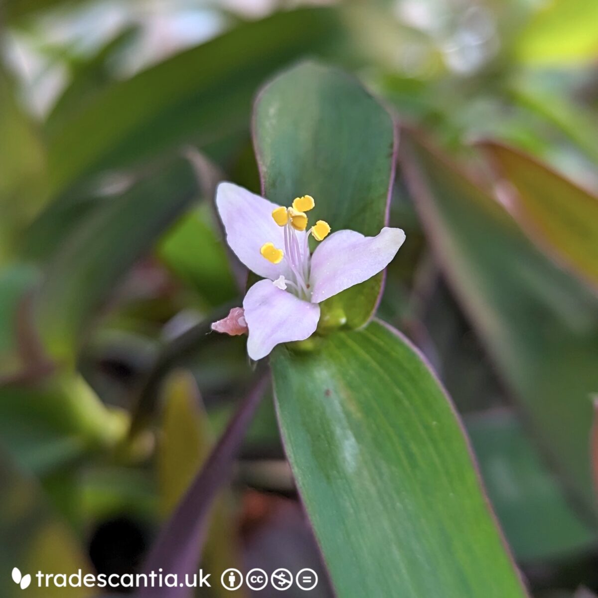 Tradescantia pallida Raindrop flower with three narrow, pale pink petals