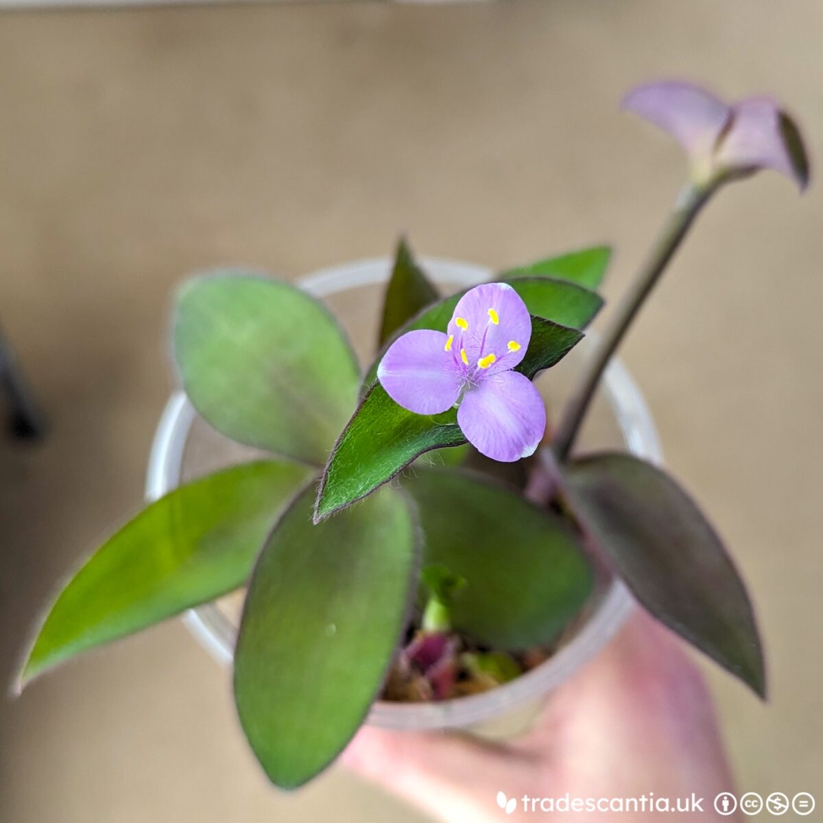 Tradescantia pallida Froglet plant with bright green leaves and a soft pink flower