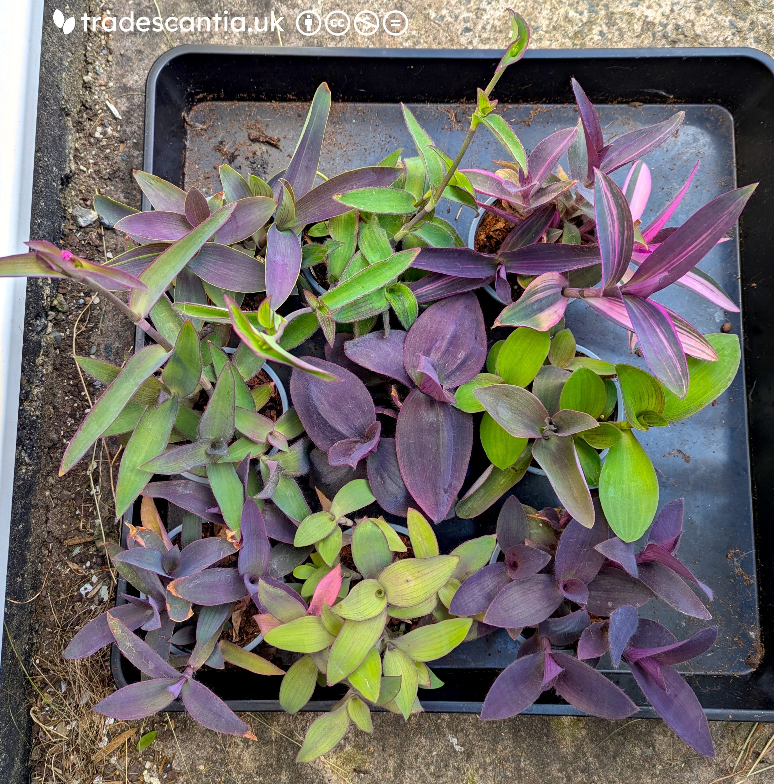 Let's talk about the wandering elephant in the room  Tradescantia Hub