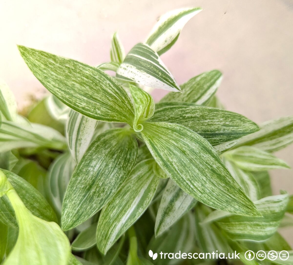 Tradescantia 'Jara' plant stem with mottled green and white variegation