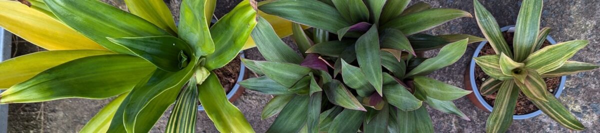 Tradescantia spathacea 'Dwarf' plant with long green leaves