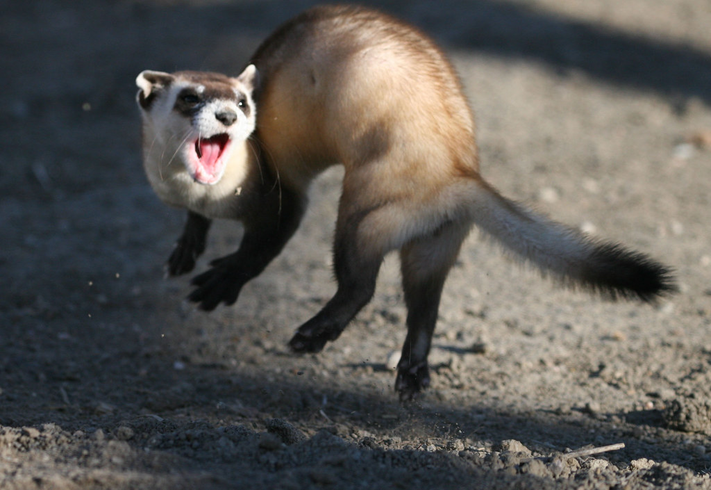 A ferret leaping and twisting through the air.