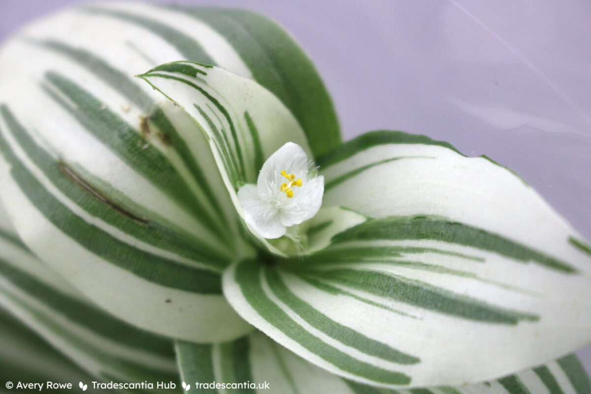 Tradescantia EC-TRAD-2303 Brightness plant with green and white striped leaves and a small white flower