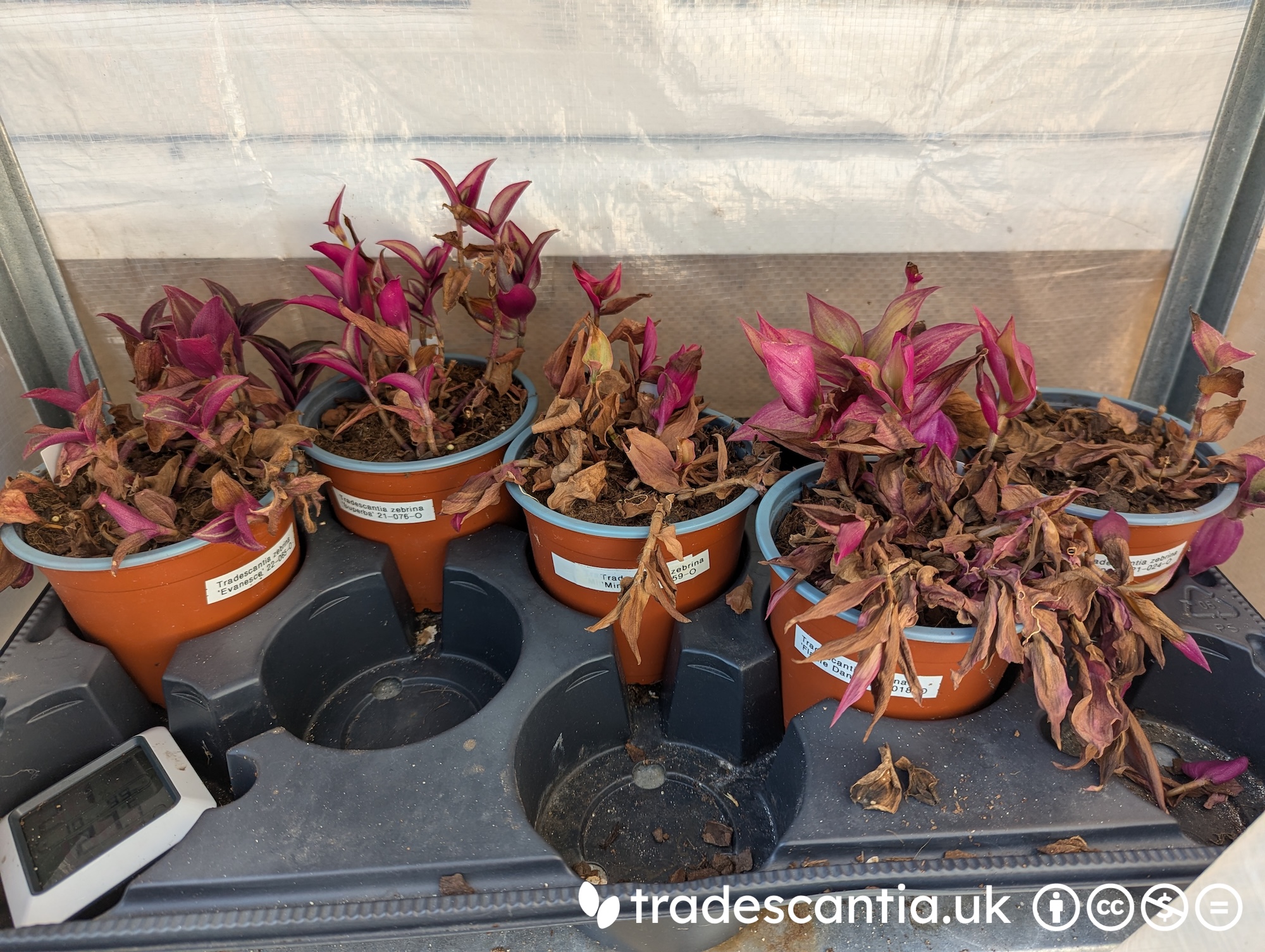 Tradescantias are more cold-hardy than they seem • Tradescantia Hub