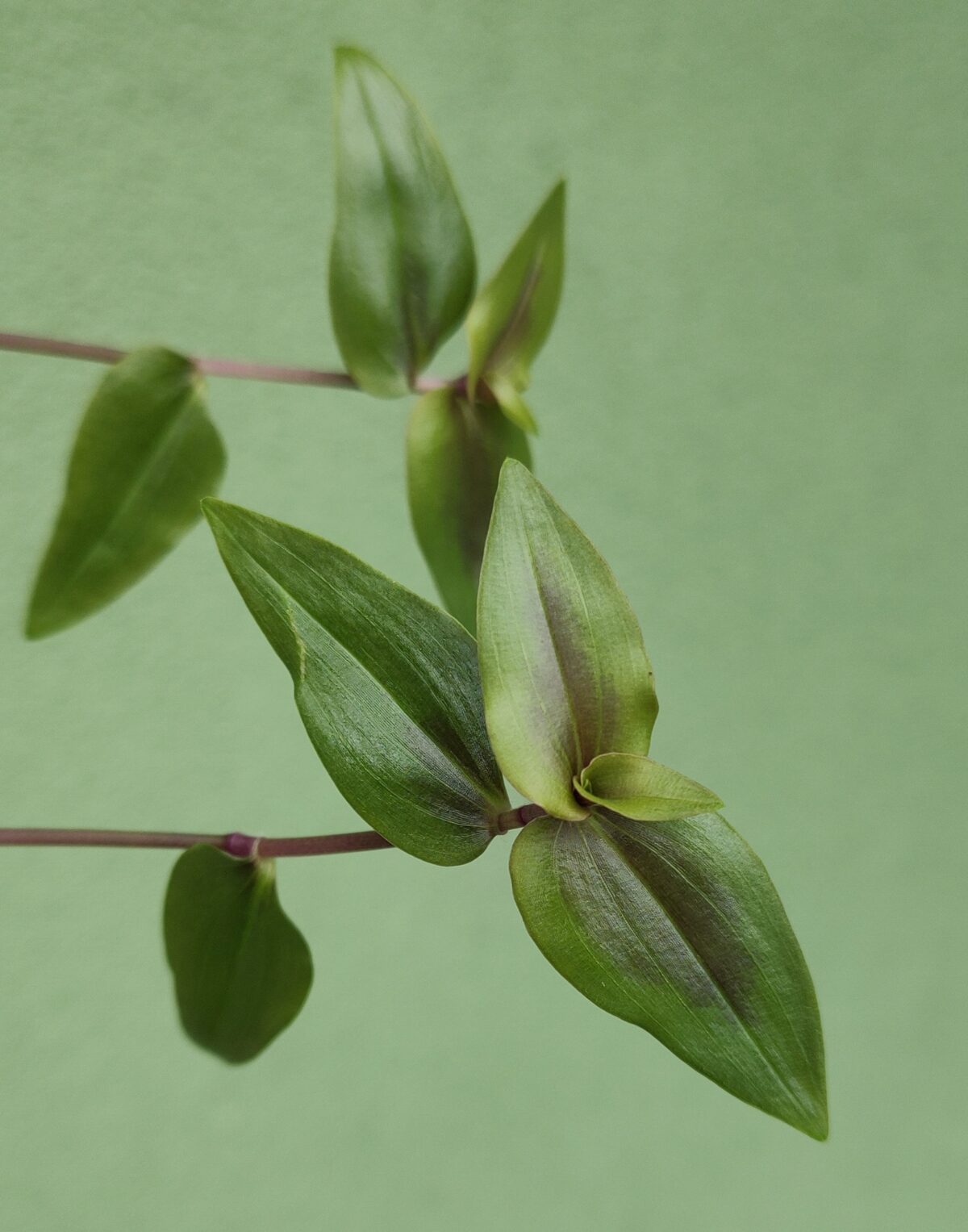 Gibasis pellucida 'Nosfe' with purple-centred green leaves