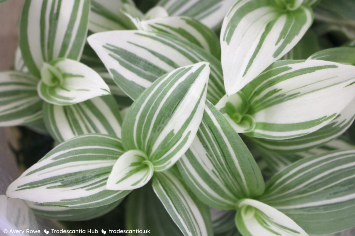 Tradescantia Continental Group White Giant, with large white striped leaves
