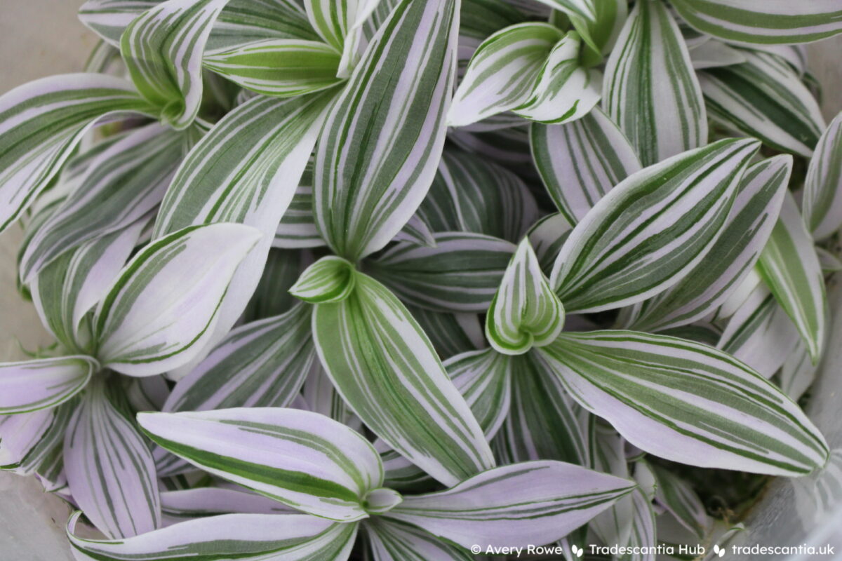 Tradescantia US Pink Dragon with long pink-variegated leaves