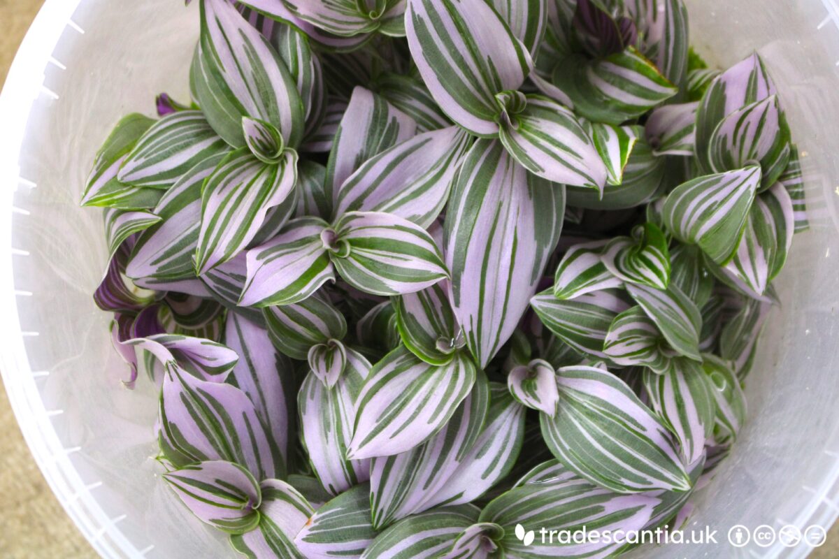 Tradescantia Frosted Blush plant with pink-variegated leaves
