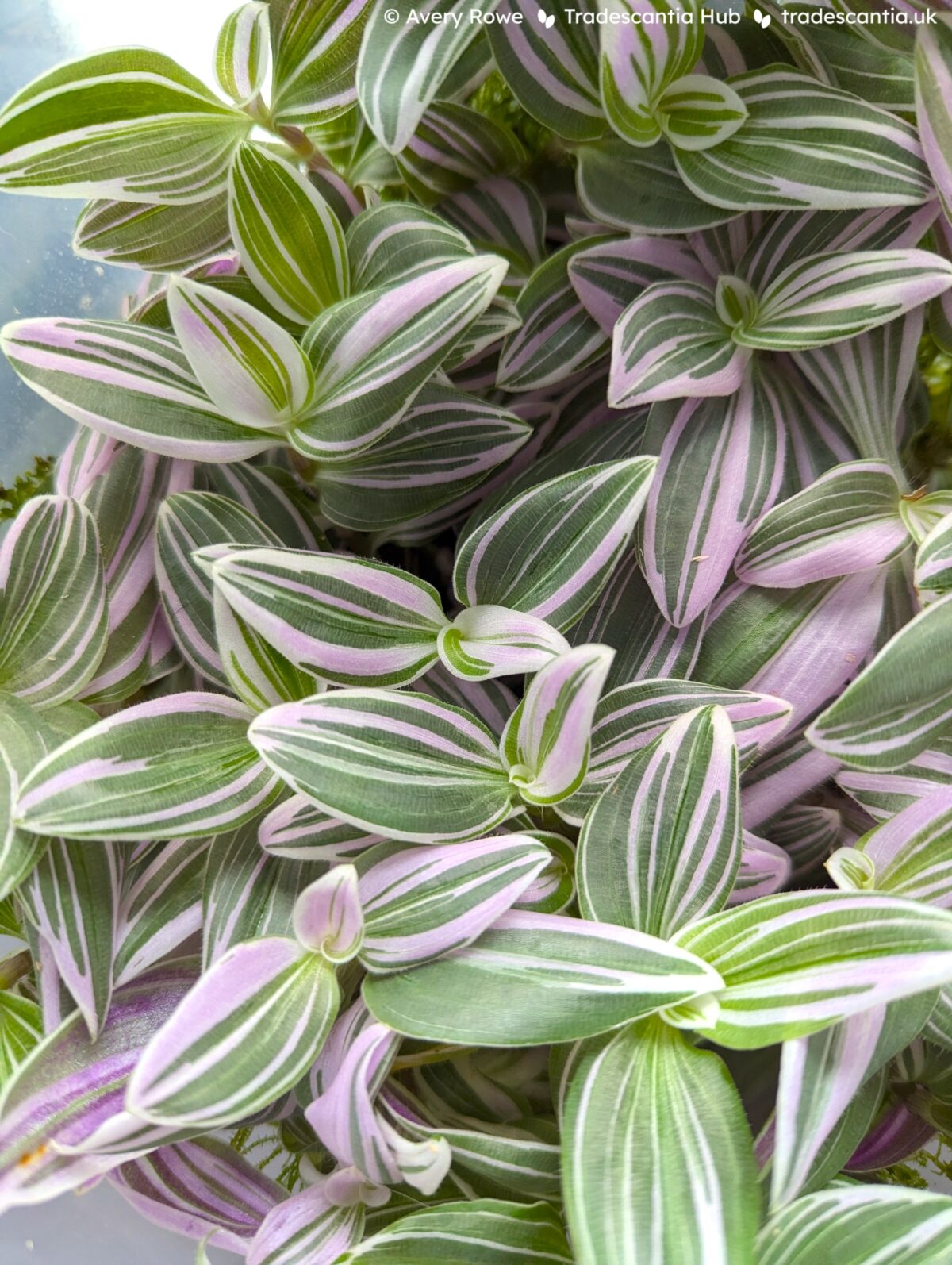 Tradescantia European Pink Dragon with asymmetrical pink-striped leaves