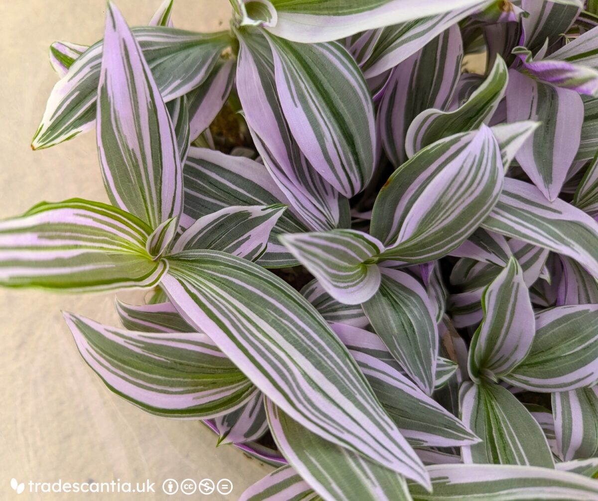 Tradescantia Lilac Longleaf plant, with pointed purple-variegated leaves