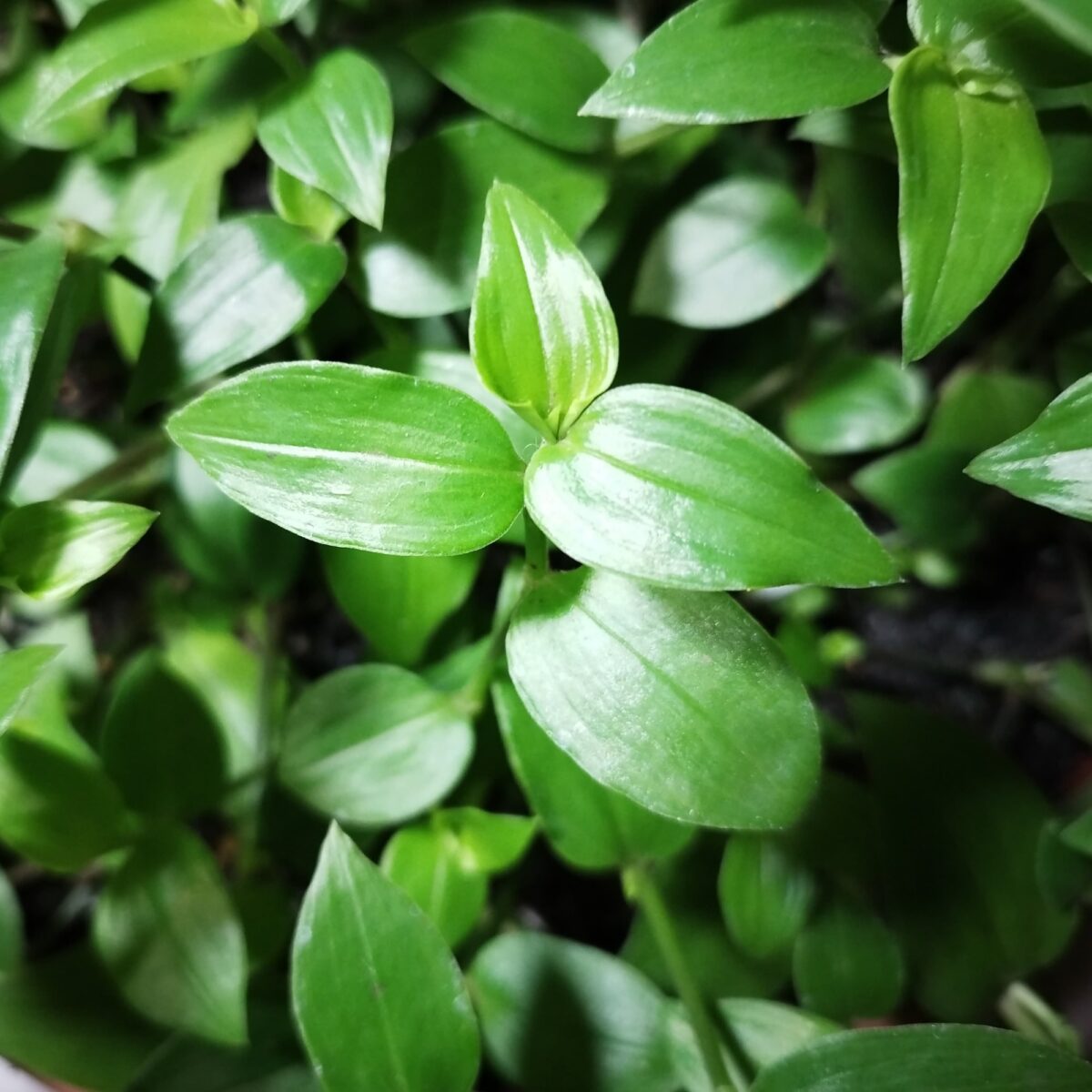 Tradescantia fluminensis Austroverde plant with small green leaves