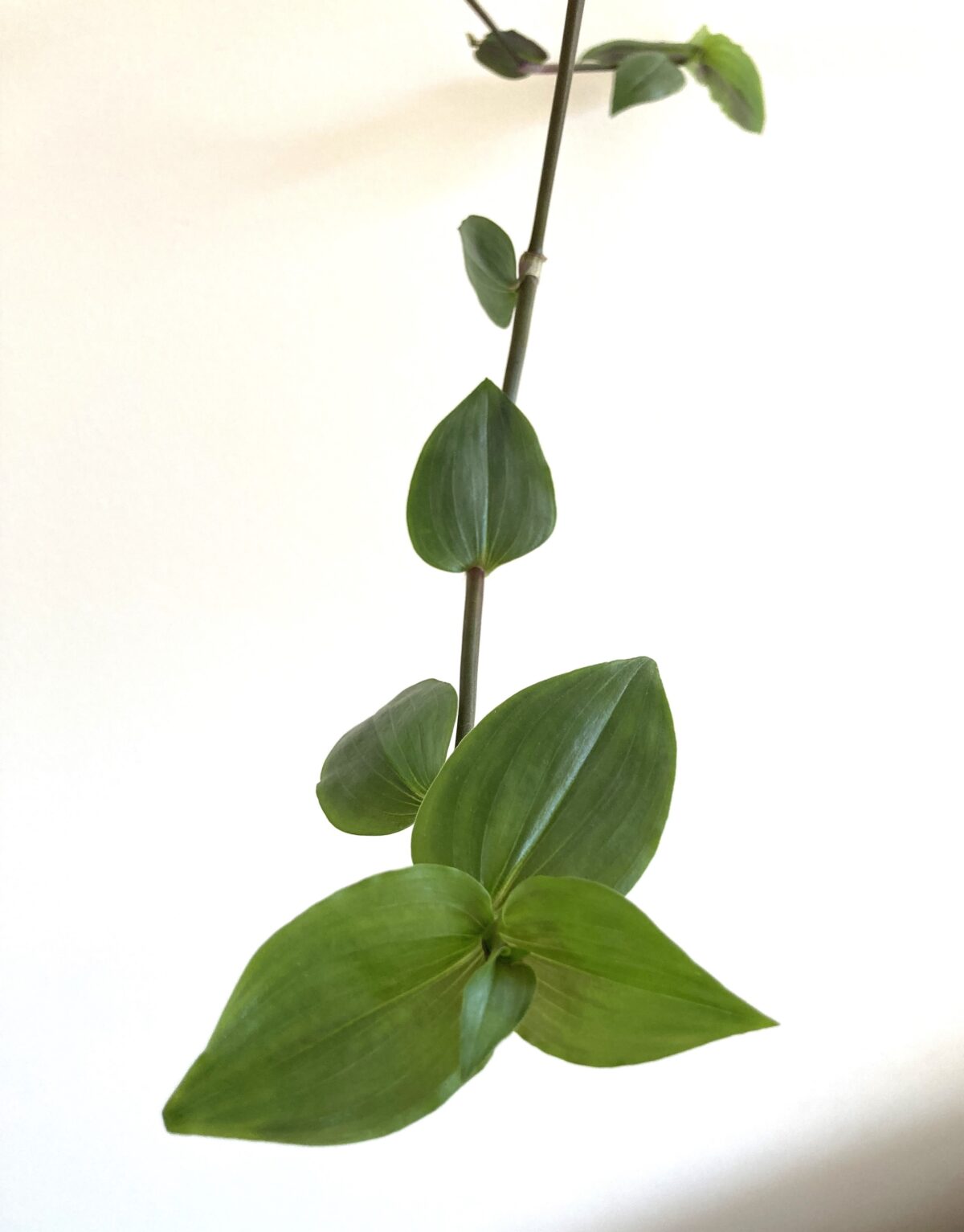 Single stem of Gibasis pellucida Baby Martian Ears with wide rounded green leaves