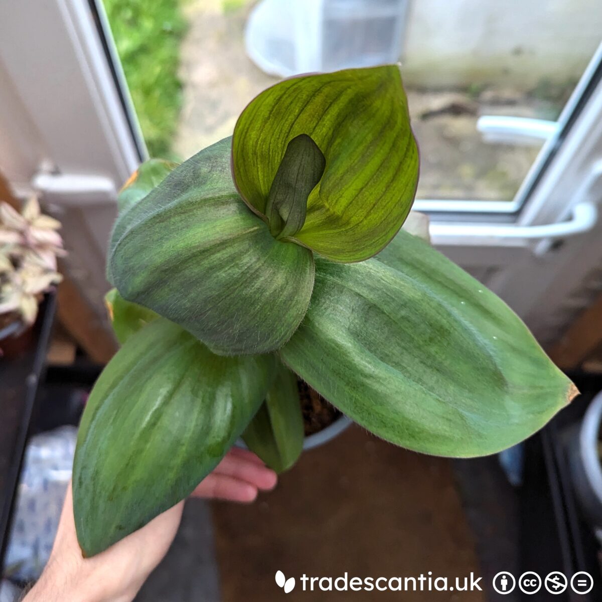 Tradescantia pallida Olwen with very wide green leaves