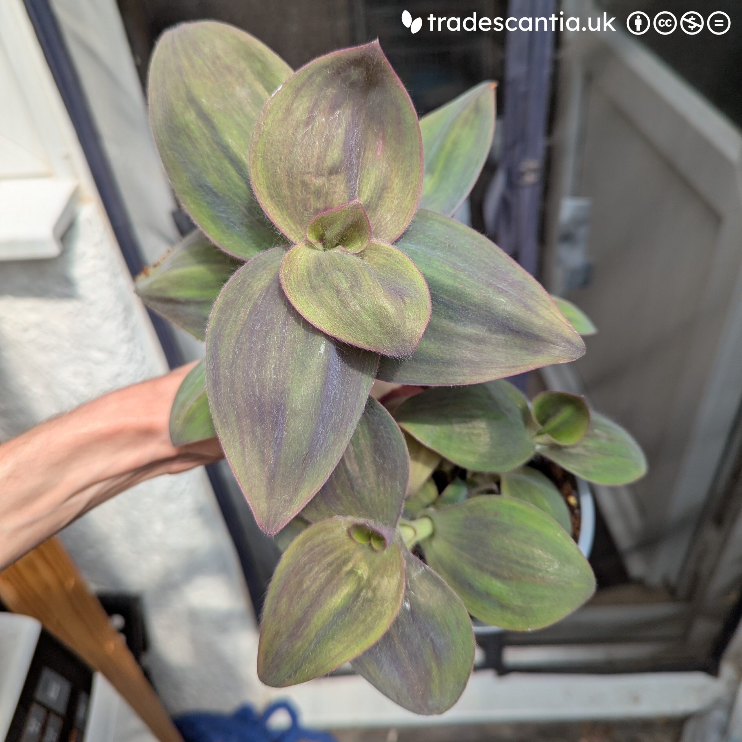 Tradescantia pallida Fluorite with wide green and purple streaked leaves