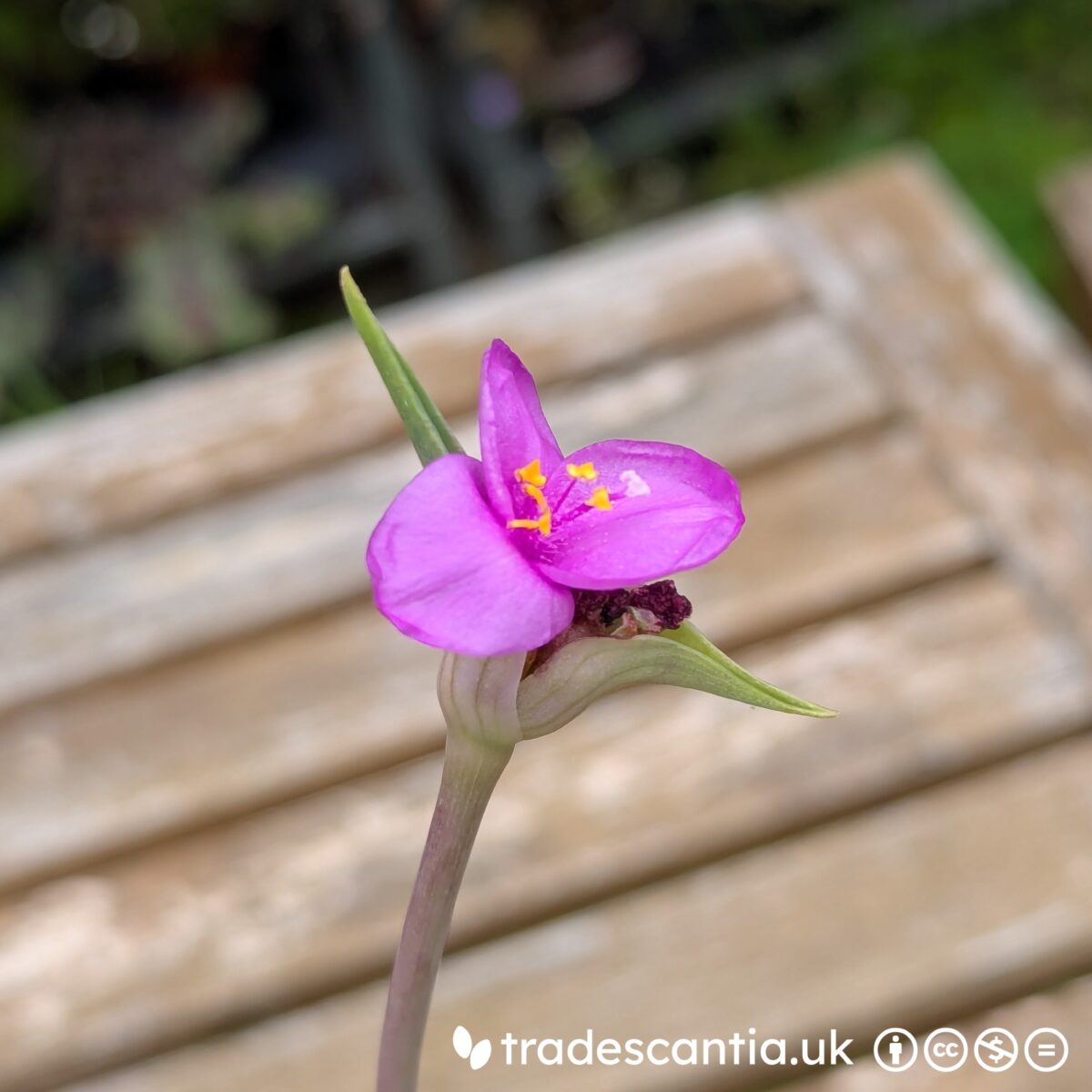 Large pink flower of Tradescantia hirta Ojo Caliente