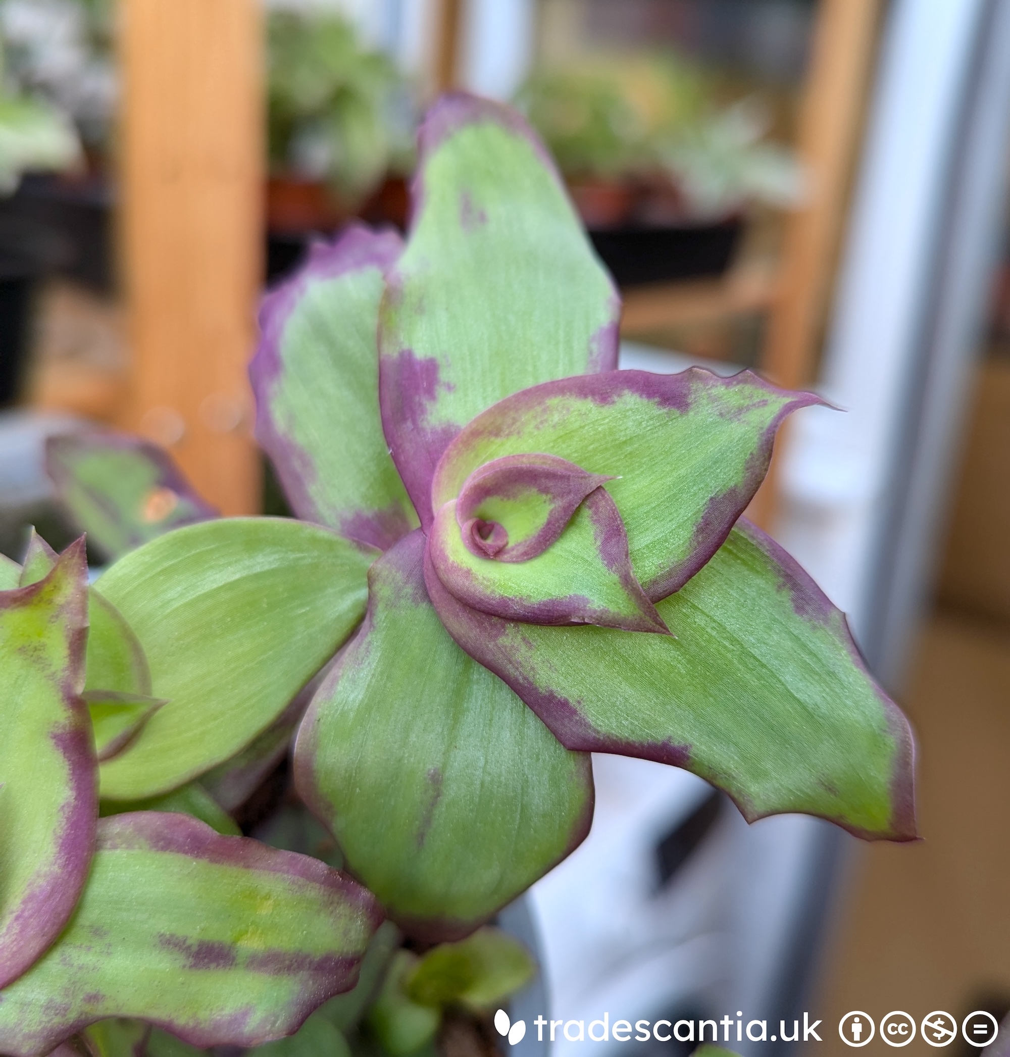 Callisia soconuscensis Quetzalcoatl with silvery-green leaves edged in purple