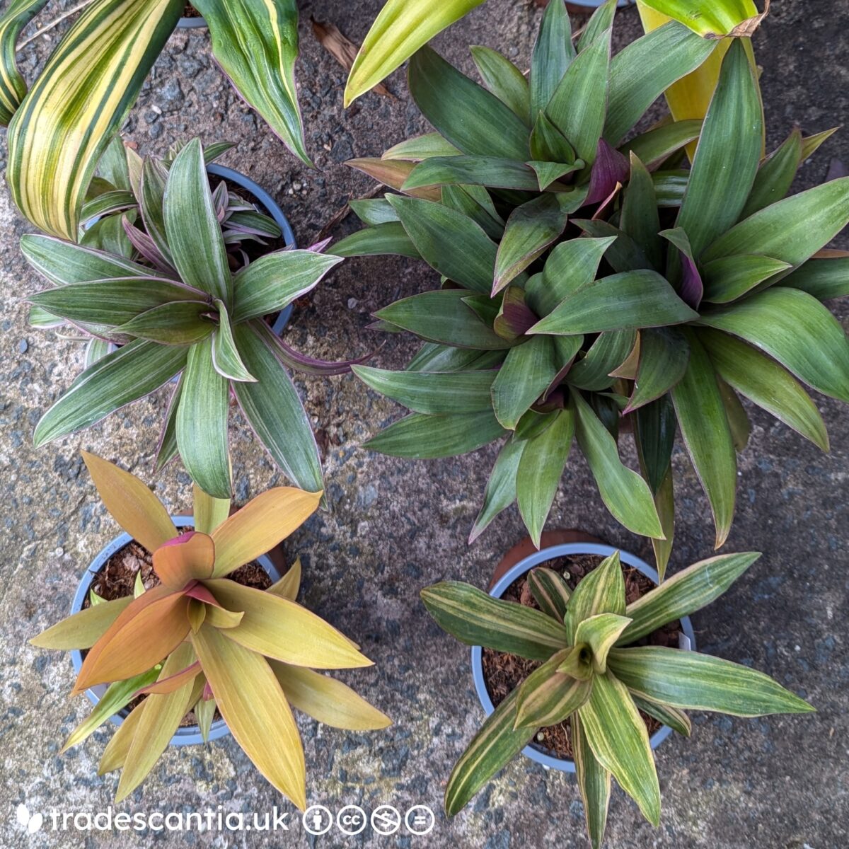 Tradescantia spathacea Bantam Group plants in different colours and patterns