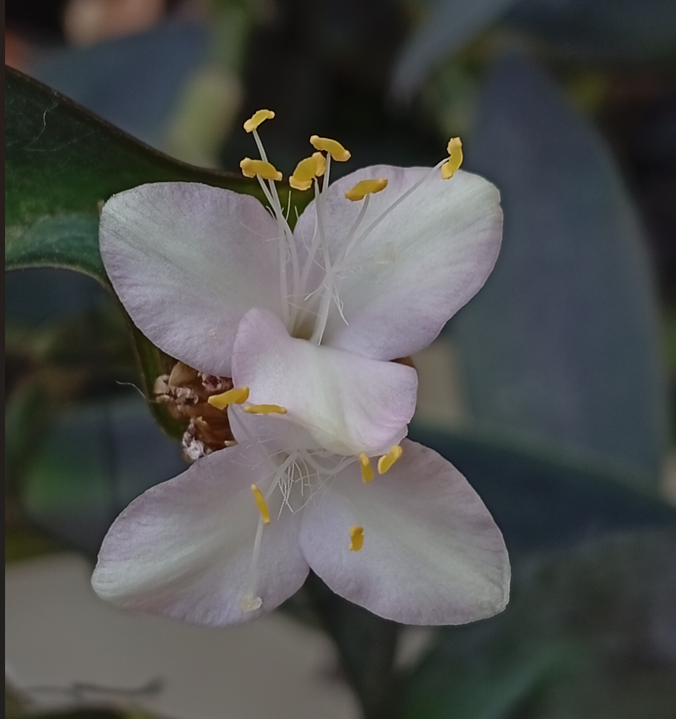 Tradescantia pallida 'Pinkwhite Tatarica' flower
