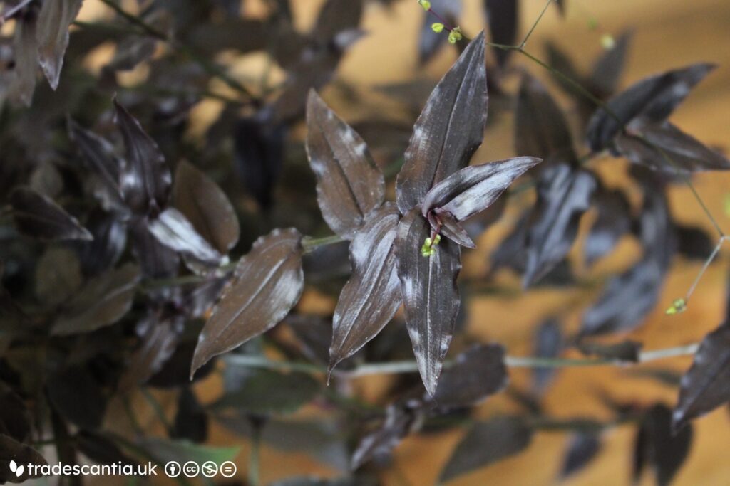 Dark purple Gibasis pellucida 'Callisto' leaves