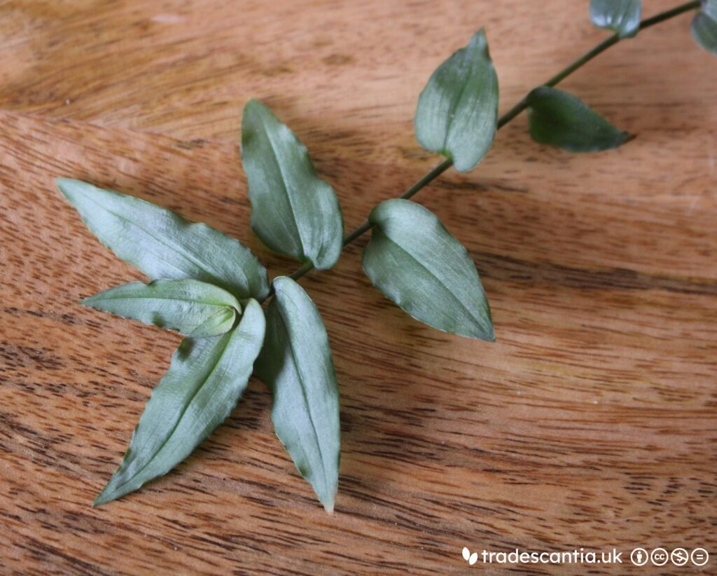 Gibasis 'Ganymede' with silver-green leaves