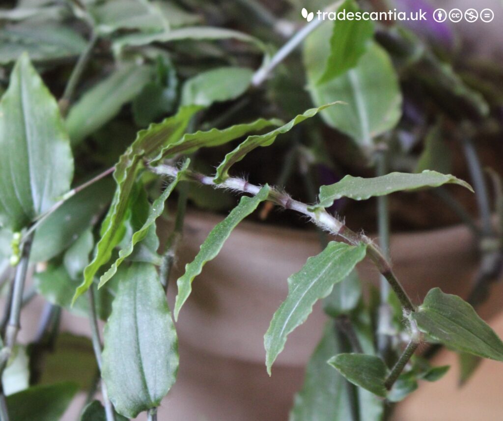 Gibasis 'Io' with wavy-edged leaves