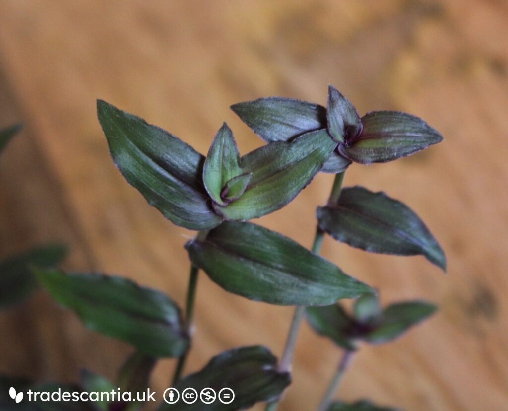 Gibasis 'Europa' with purplish green leaves